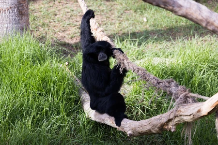 Gibbon on a Rope Swing