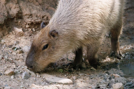 Capybara in Natural Habitat