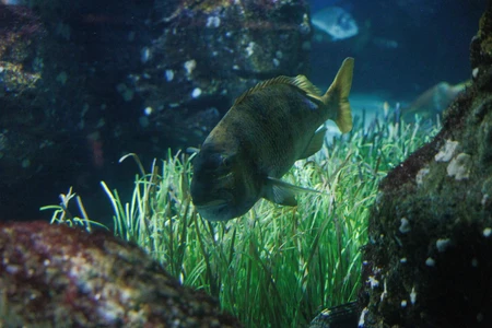 Underwater Serenity