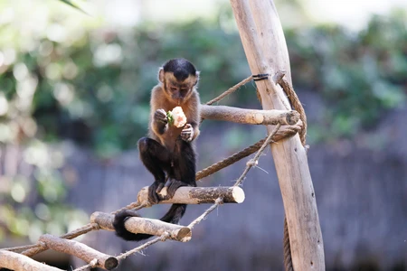 Monkey on a Wooden Structure