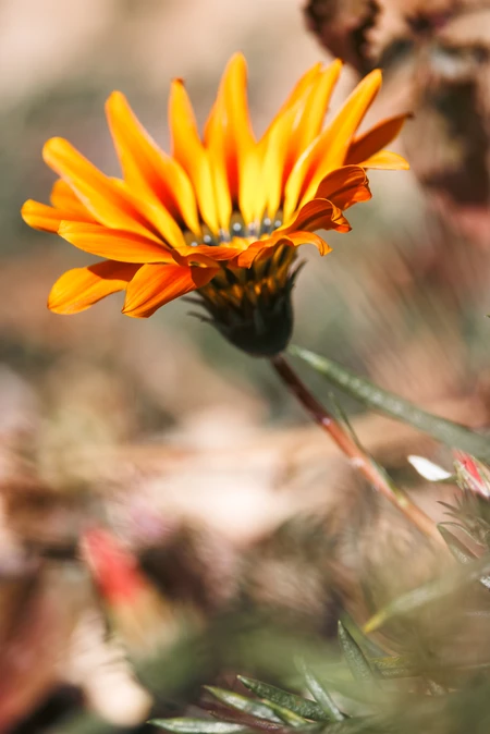 Vibrant Orange Blossom