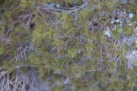 Pine Tree Foliage