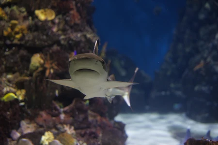 Underwater Shark Encounter