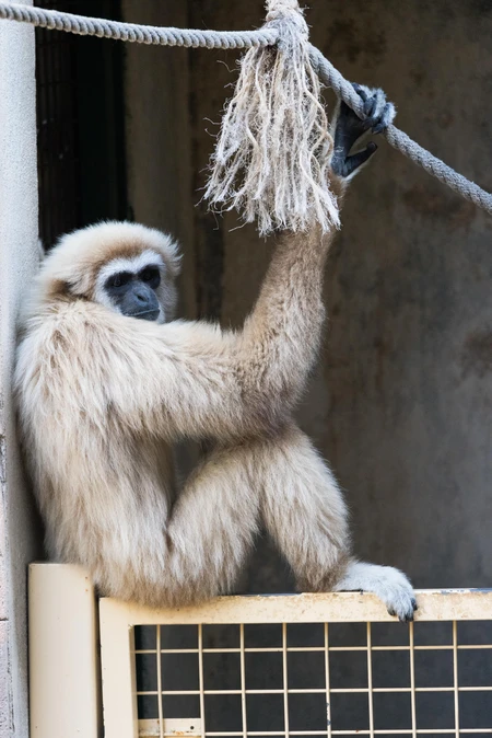 Gibbon in Enclosure