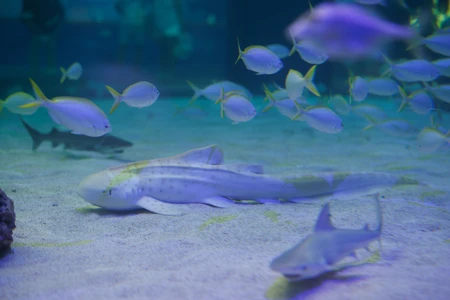 Underwater Aquarium Scene