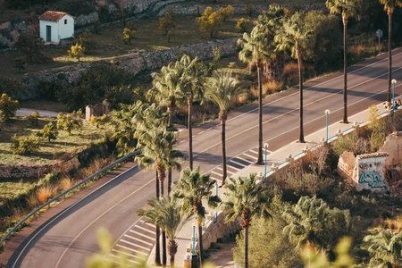 Scenic Road with Palm Trees