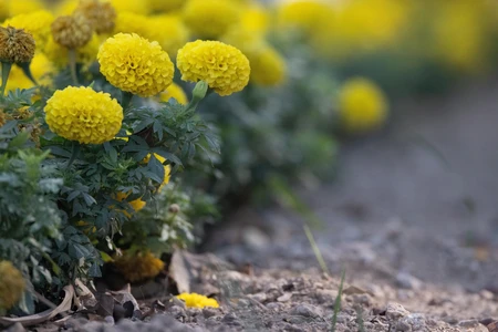 Vibrant Yellow Blossoms