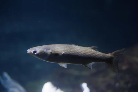 Underwater Fish View