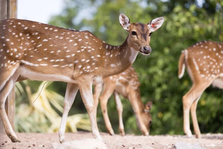 Spotted Deer in Natural Habitat