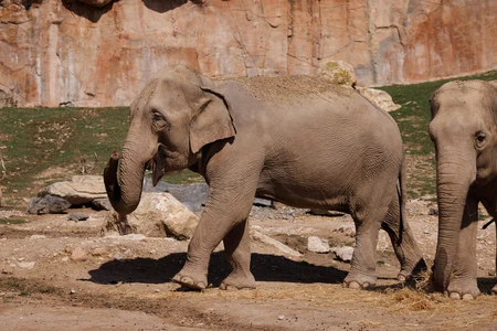 Elephants in Natural Habitat