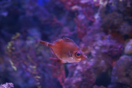 Underwater Scene with Fish