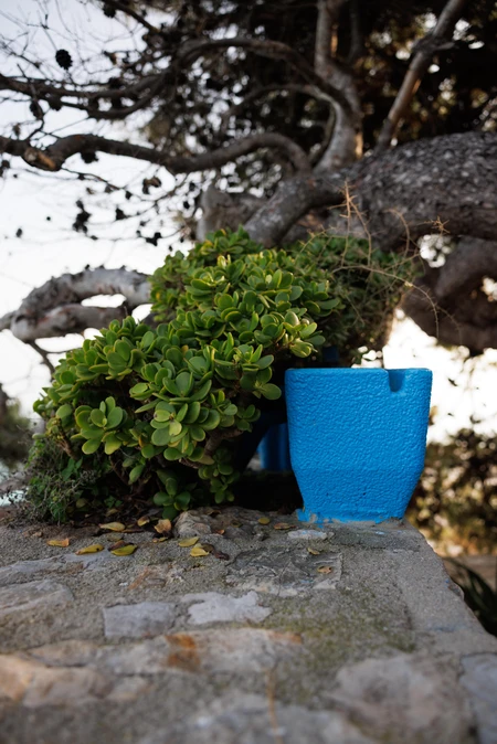 Rustic Plant by the Sea