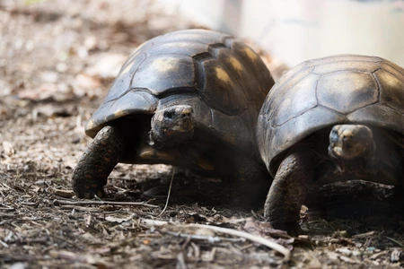 Pair of Tortoises