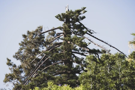 Scenic Pine Tree