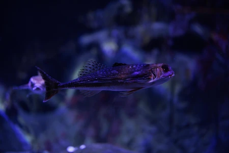 Mysterious Fish in Deep Waters
