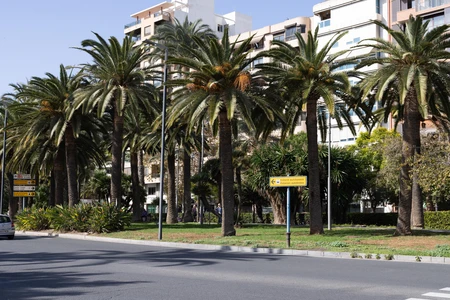Urban Palm Oasis
