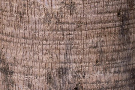 Textured Tree Bark