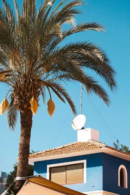 Tropical House with Palm Tree