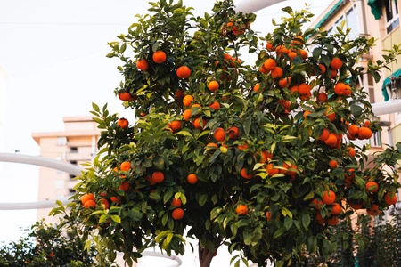 Orange Tree in Urban Setting