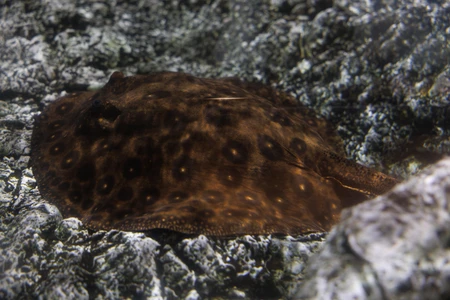 Camouflaged Stingray on Rocky Seabed