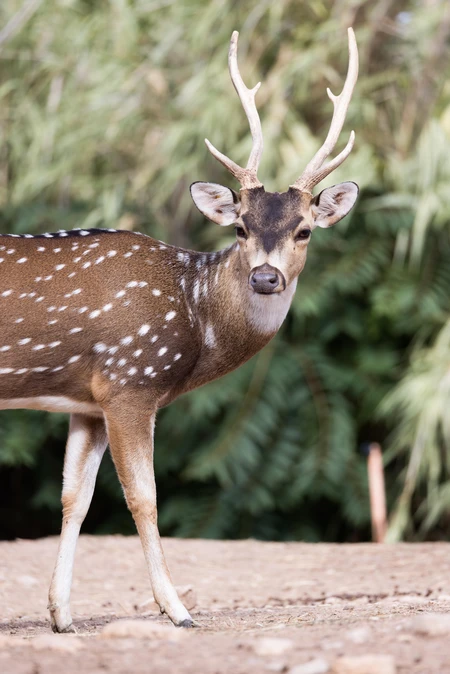 Spotted Deer in Natural Habitat