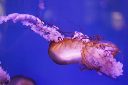 Graceful Jellyfish