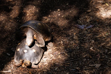 Tortoises in Natural Habitat