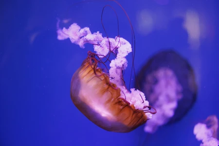 Graceful Jellyfish