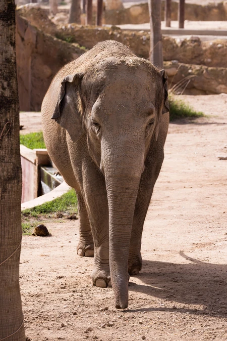 Elephant in Natural Habitat