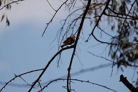 Bird on a Branch
