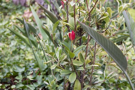 Vibrant Garden Foliage