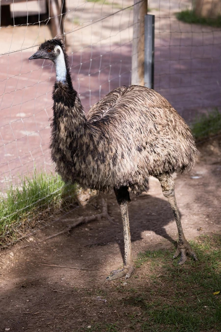 Emu in a Zoo Enclosure