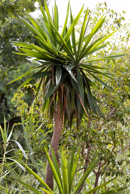 Lush Tropical Foliage