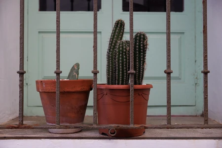 Cacti in Pots by a Window