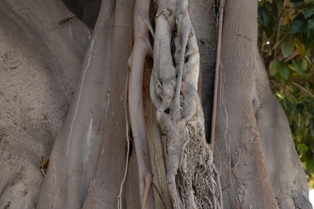 Textured Tree Bark