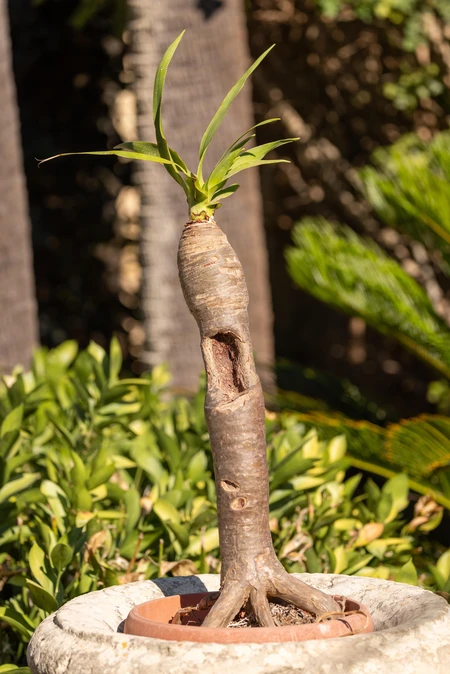 Unique Potted Plant