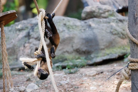 Monkey Playing on Ropes