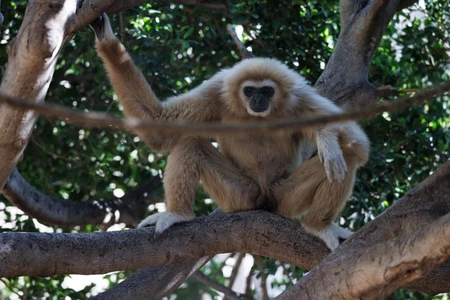 Gibbon in Natural Habitat