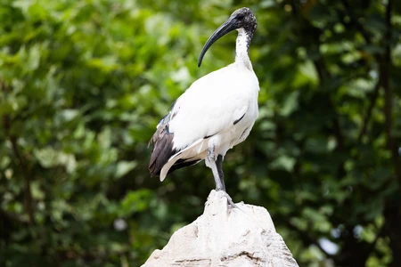 Majestic Bird Perched