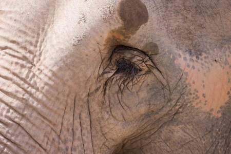 Close-Up of Elephant Skin