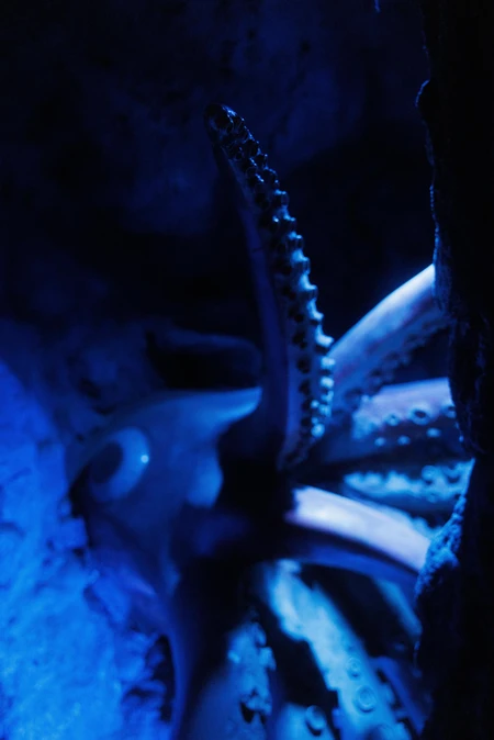Mystical Octopus in Blue Light