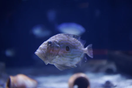 Underwater Fish Encounter