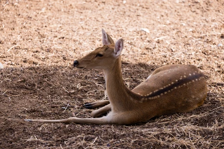 Resting Deer on Ground