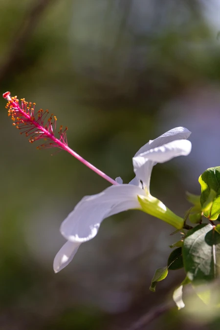 White Hibiscus Flower