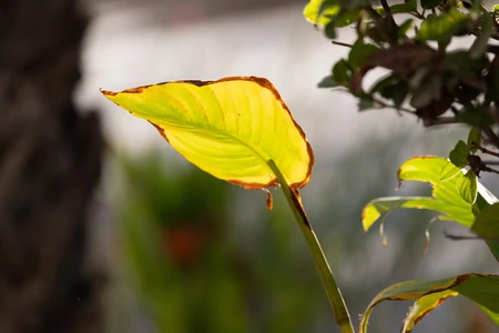 Sunlit Leaf