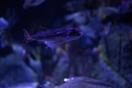Underwater Fish Portrait