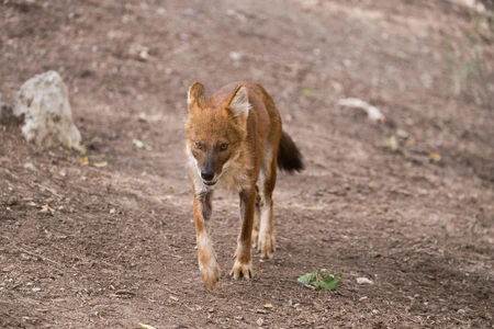 Wild Canine in Its Natural Habitat