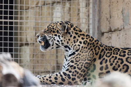 Jaguar in Captivity