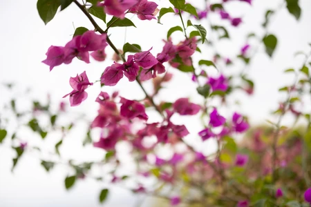 Pink Bougainvillea Blossoms