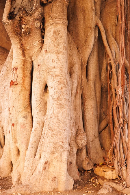 Intricate Tree Roots